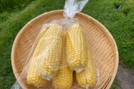 【お買い得！】濃厚な甘み！完熟◎山育ちのトウモロコシ 皮むき5～6本×2袋