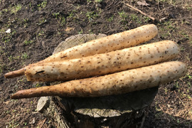 【農薬・化学肥料不使用】自然農法で育った長芋1kgとまろやか黒にんにく 100gのセット