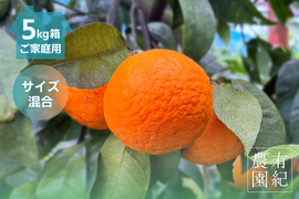 初夏が旬の濃い甘さ🍊ご家庭用 南津海【サイズ混合・5kg箱】