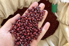 訳あり！エリモ小豆(900g) オーガニック(有機)小豆 北海道十勝 2025年産