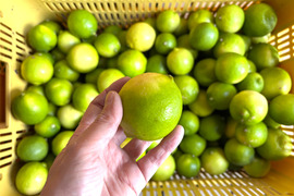 1kg【お買得】香りが良いタヒチライム★防腐剤・ワックス不使用、農薬節減★無選別お徳用