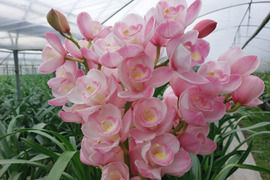 【訳あり切り花3本年末予約用】シンビジウムの切り花