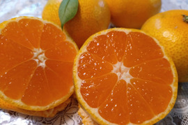 12月中旬発送瀬戸内のこたつでおいしいセット
漁師なのに欲張り
石地みかんもLMサイズ見栄えはしますが潮風育ち綺麗ではないかも　発祥の地倉橋でも石積み段々畑の　石地みかん4kgと煎餅のちりめん【福袋】