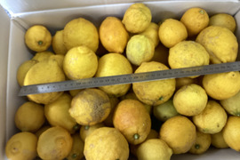 訳あり最終１ｋｇ800円何時もおり同梱ＯＫ8セット限り