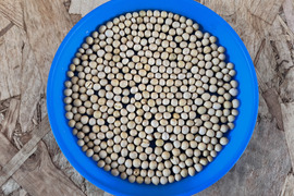 小粒大豆ユキシズカ900g 納豆向き！北海道十勝本別町 2025年産 オーガニック