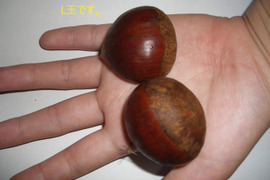 信州　小布施栗　Ｌ玉1キロ　銀寄/筑波等（中生品種）