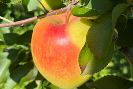 《予約商品》綺麗なぐんま名月 11月上旬  5キロ箱 14～20玉 長野県産
