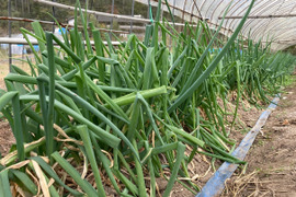 【農薬・化学肥料不使用】　ネギ　２ｋｇ　令和６年岐阜県産