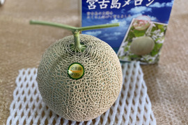 【コロナで値下げ中】コクのある強い甘み！糖度14度以上！国内最南端の宮古島メロン～食べ頃2/5～2/9