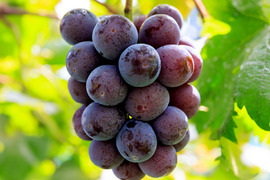 花笑み農園　岡山のニューピオーネ約2kg（3～5房）家庭用【9/9～順次発送】P-2家