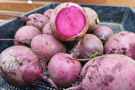 芯まで赤く、シャキシャキ食感、紅くるり大根。