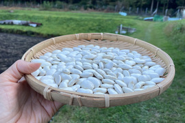 ふっくら！山育ち白花豆＊農薬化学肥料不使用＊200ｇ