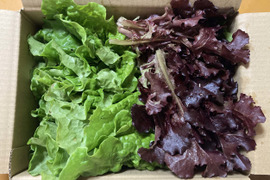 【NEW!!】サクサク食感が美味しい!!チシャのまとめ売り 60サイズ段ボールに入るだけ!!