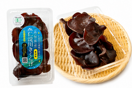 有機JAS認証 高知県仁淀川町産 生きくらげ 500g×1パック｜肉厚ぷりぷり・季節限定
