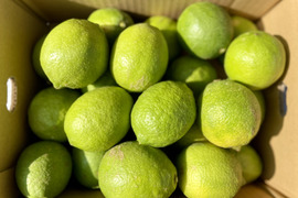 【採れたて新鮮】グリーンレモン 5kg【防腐剤・ワックス不使用】