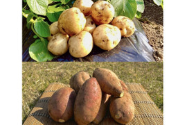 【期間限定】種子島産 新じゃが(S・M・L)＆熟成安納芋(Mサイズ)｜合計 10kg 旬の味わいセット🍠🥔