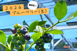 シーズン到来！！農薬不使用！極早生ブルーベリー(300g×２)