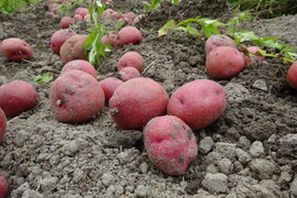クリーミーで甘味のあるホクホクした食感がおいしい♪外皮は赤紫色でも中の果肉は鮮黄色、加熱するとホロホロと崩れやすいので、ポテトサラダやマッシュポテトなどに最適なジャガイモ『アンデスレッド』1.5kg