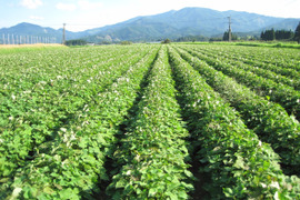 【宮崎県産】熟成紫蜜いも　250g【冷凍】