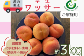 ⑨信州産　早生ワッサー家庭用3キロ2箱 ⑽信州産 早生ワッサー家庭用3キロ2箱 - 果物安い 通販
