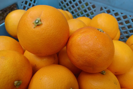 ブラッドオレンジ サイズ混合 国産 静岡県浜松市産 (約10kg)