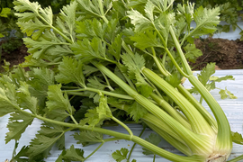 もうスーパーには戻れない！？本物のセロリ！