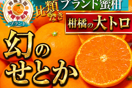 🍊リピータ量産し続ける柑橘の大トロ🍊あっという間に完売してしまう『幻のせとか』傾斜35度の崖上で収穫される希少な宇和島ブランドみかん☆大容量約3kg【3月上旬予約】