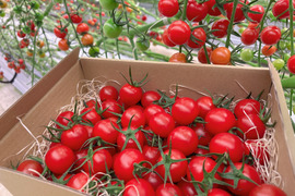 思わずほおばりたくなるコクと旨み〜受賞歴ありたっぷり1kg