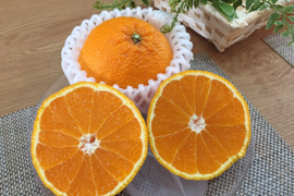 自慢の不知火 贈答にもどうぞ!約8kg