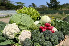 安心島育ち🌱旬の野菜8〜10種類セット🥬🥕🥦✨農薬・化学肥料不使用🌱Vegetables set