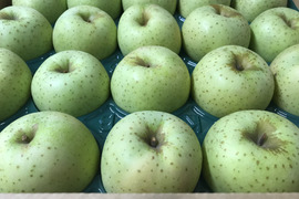 青森県産りんご「王林」わけあり 小玉 キズ有 約10kg(5kg×2箱)【甘い・光センサー選果】