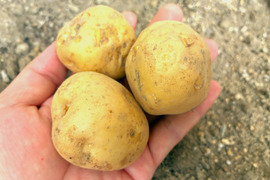 有機肥料で育てた贅沢品『ダンシャク』 ジャガイモ (8kg)