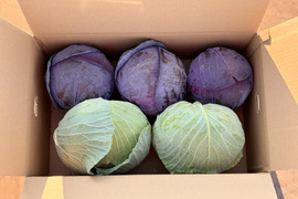 【ゲン担ぎ福袋】紅白で縁起良く！　レッドキャベツ（紫キャベツ）厳選大玉 ＋ 大玉キャベツ 約10kg