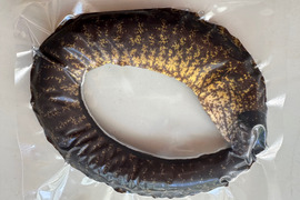 本日の1点物！　ウツボ　１匹そのまま冷凍　小サイズ270グラム（-60度冷凍品）
