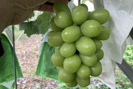 大粒！ジューシー！長野県産シャインマスカット　約500g （1房）