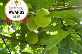 朝もぎ当日発送！紀州南高梅 青梅 1kg【特別栽培】（梅酒・シロップ用／訳あり）