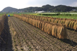 農薬・肥料不使用、天日干し
コシヒカリ(白米4kg＋玄米4kg)令和5年産
🌾潮風はざかけ米