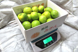 爽やかな香りで果汁たっぷり！ライム　2㎏　静岡県より産地直送