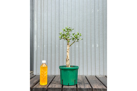 オリーブ 鉢植え オブリッツァ｜育てやすい シンボルツリー・盆栽にも最適　1