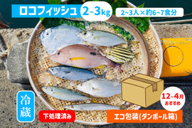 下処理⇒即日発送！ロコフィッシュ鮮魚ボックス2~3kg【エコ包装】