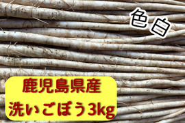 色白柔らか新鮮⭐︎新ごぼう！！３キロ［鹿児島県産］