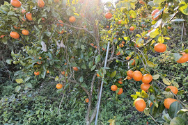 柑橘食べ比べ　　8品種　箱込み6㎏前後