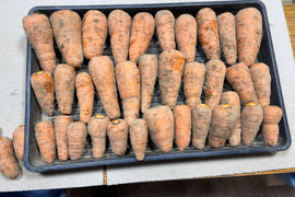 肥料・農薬不使用の自然12年の　人参　10ｋｇ