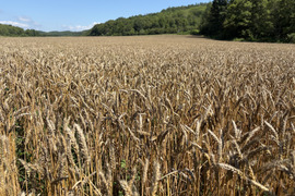 キタノカオリ 900g　オーガニック（有機）玄小麦 2026年産　※小麦粉じゃないよ