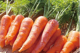 野菜ソムリエサミット銀賞！香りがよくて甘いアロマレッド人参 約9kg（農薬・化学肥料不使用）