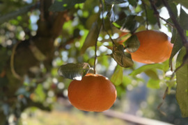 愛媛限定 甘平2kg ×3箱訳あり家庭用【希少品種】とろける甘さ！