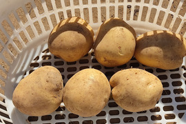 🥔ホクホク×しっとり万能新じゃが！ニシユタカMサイズ 約2kg｜カレー・肉じゃが・ポテサラに｜農薬・化成肥料不使用🥔