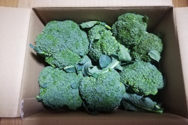 チビッコリー(ブロッコリー)箱いっぱい！ 約1200ｇ