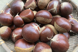 小粒ですが、美味しさは変わりません！生栗(洋栗、約２キロ入り)