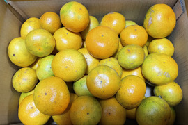 😊果汁たっぷり❗️果皮も果肉やわらかジューシー甘味と程よい酸味の早生みかんサイズL～S５㎏